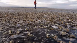Cận cảnh xác ngao sò dạt trắng bờ biển Chile