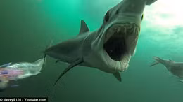 Dựng tóc gáy xem cá mập đi săn