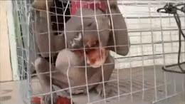 Bắt được 'quái vật' bí ẩn tại hồ nhiễm bẩn ở Trung Quốc