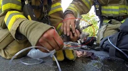 Giải cứu kỳ diệu mèo con ngạt khói