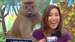 Nữ phóng viên truyền hình bị khỉ ‘sàm sỡ’