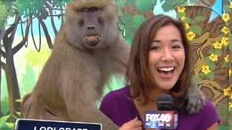 Nữ phóng viên truyền hình bị khỉ ‘sàm sỡ’
