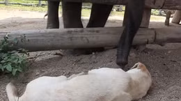 Gà gáy sáng, voi rủ chó dậy chơi