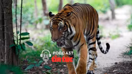 Tin nóng trong nước nghe nhanh sáng 11/6