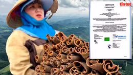 Kỳ vọng đột phá từ đề án quế hữu cơ của Quảng Ninh