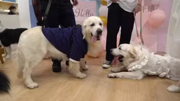 Độc đáo trào lưu tổ chức đám cưới cho thú cưng ở Trung Quốc