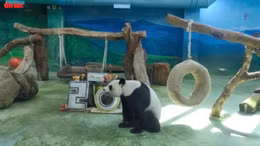 Gấu trúc khổng lồ nổi tiếng ở Đài Bắc đón sinh nhật lần thứ 20