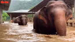 Giải cứu hàng trăm con voi do lũ lụt nghiêm trọng ở Chiang Mai