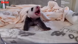 Cặp song sinh gấu trúc khổng lồ sinh trưởng khoẻ mạnh tại Sở thú Berlin 