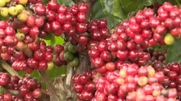 Cà phê Việt Nam hết hàng dù giá xuất khẩu tăng cao