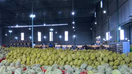 Nông dân được mùa, được giá sầu riêng