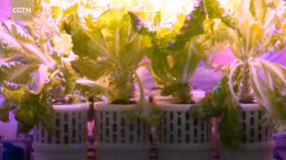 Công nghệ trồng rau xanh trên vũ trụ