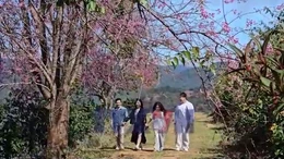 Đà Lạt quyến rũ trong mùa mai anh đào khoe sắc