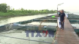 Phát triển bền vững nghề nuôi cá lồng trên sông Hồng