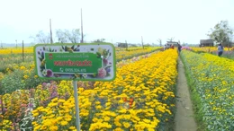 Vườn hoa Dương Nỗ rộn ràng ngày giáp Tết