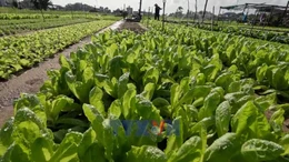 Vùng rau Trà Quế sẵn sàng đón Tết