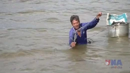Nông dân Đồng Tháp nhộn nhịp nghề 'ăn theo' con nước