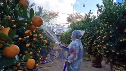 Xuân về trên 'thủ phủ' quất cảnh Đà Nẵng