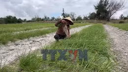 Củ kiệu Thăng Trường mất giá cuối vụ 