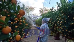 Xuân về trên 'thủ phủ' quất cảnh Đà Nẵng