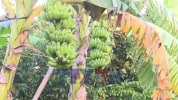 Nông dân Hải Phòng được mùa chuối Tết