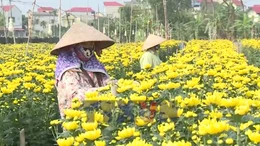 Hoa cúc Nhân Vực sẵn sàng phục vụ Tết