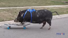 Những kỷ lục mới của Sách Kỷ lục Guinness 2026