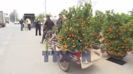 Quất cảnh Thanh Hà hút khách ngày Tết