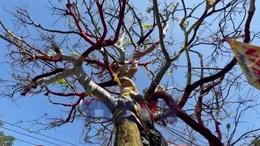 Cây mai vàng 100 tuổi trị giá 3,7 tỷ đồng 'gây sốt'