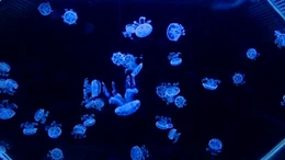 Độc đáo thú nuôi sứa cảnh mini