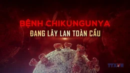 Bệnh chikungunya đang lây lan toàn cầu