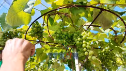 Nho cảnh Khánh Hòa đắt hàng dịp Tết