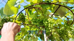 Nho cảnh Khánh Hòa đắt hàng dịp Tết