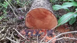 Hàng loạt cây xà cừ tại Hồ Nước Ngọt bị đốn hạ