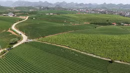 Đồi chè Mộc Châu - Điểm đến hấp dẫn du khách