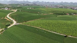 Đồi chè Mộc Châu - Điểm đến hấp dẫn du khách