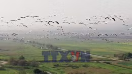 Hàng triệu con chim vẫn đến làm tổ tại Israel bất chấp chiến tranh