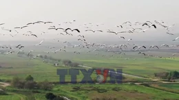 Hàng triệu con chim vẫn đến làm tổ tại Israel bất chấp chiến tranh