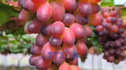 Nông dân tích cực chuẩn bị cho vụ nho Tết