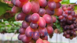 Nông dân tích cực chuẩn bị cho vụ nho Tết