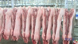 Kiểm soát quy trình phân phối thịt lợn ra thị trường