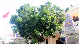 Cây bàng vuông - Biểu tượng của sức sống mãnh liệt