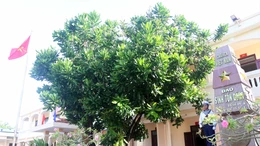 Cây bàng vuông - Biểu tượng của sức sống mãnh liệt