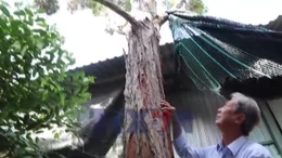 Người nhân giống thành công hơn 2.500 cây thủy tùng