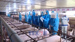 Nông nghiệp sẵn sàng nguồn cung thực phẩm dồi dào cho Tết