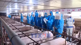 Nông nghiệp sẵn sàng nguồn cung thực phẩm dồi dào cho Tết