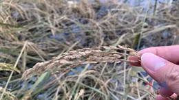 Nhọc nhằn vụ Hè Thu vì bão lũ