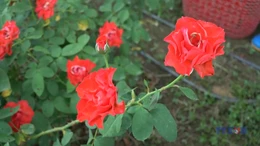 Hiệu quả từ mô hình trồng hoa hữu cơ