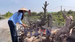 Làng mai Tân Tây - hướng đi mới từ làng nghề truyền thống