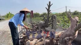 Làng mai Tân Tây - hướng đi mới từ làng nghề truyền thống